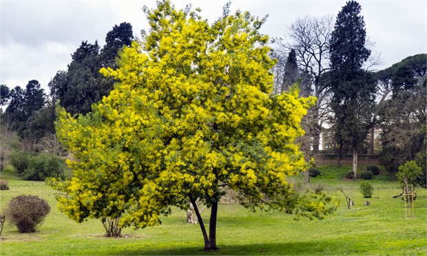 Акация мангиум (Acacia mangium), быстрорастущее дерево, азотофиксатор, декоративное, неприхотливое, почвоукрепляющее, кормовое, медоносное, светолюбивое 3991 - фото 13518