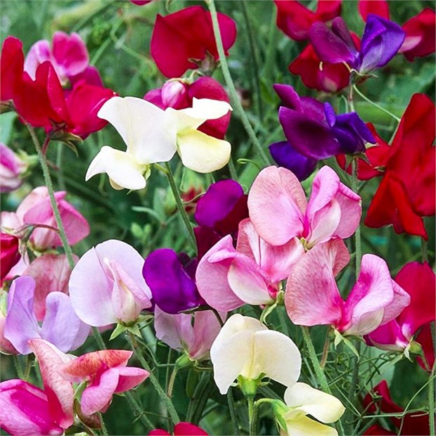 Душистый горошек (sweet peas), декоративный, травянистый, светолюбивый, теплолюбивый, лиана, ароматный, медонос, ядовитый 3992 - фото 13569