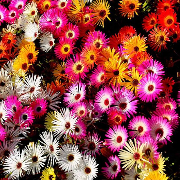 ICE PLANT Делосперма микс (Delosperma Mix Ice Plant) суккулент, засухоустойчивый, травянистый, декоративный, неприхотливый, многолетний, медонос, почвопокровный, засухоустойчивый 3993 - фото 13578