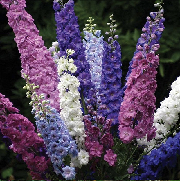 Дельфиниум микс (Delphinium), живокость, шпорник, декоративный, травянистый, многолетний, цветущий, медонос, лекарственный, цветы, неприхотливый 3996 - фото 13599
