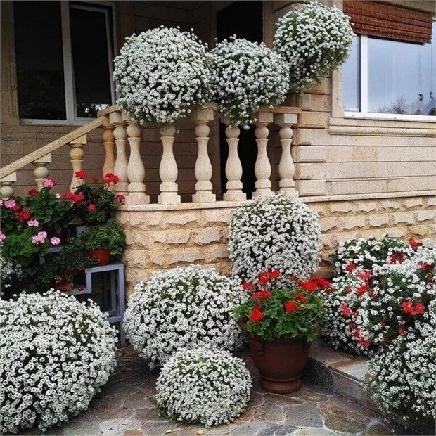 Алиссум белый, обильноцветущий, ароматный, декоративные цветы, медонос, неприхотливый 3995