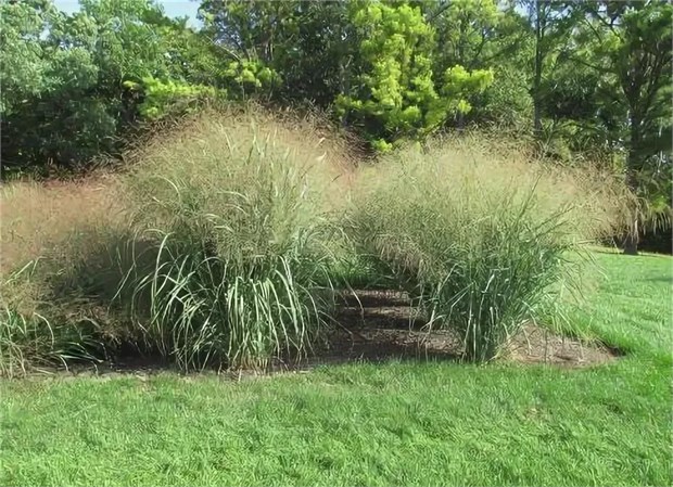 Просо обыкновенное, декоративный злак, кормовой, съедобный 2178