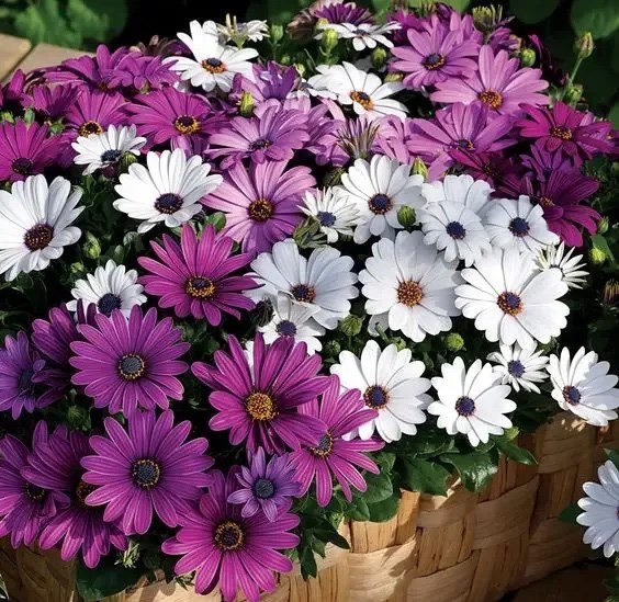 Остеоспермум микс, декоративные цветы, неприхотливый, засухоустойчивый, продолжительное цветение 3779