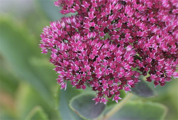 Очиток видный пурпурный, морозостойкий, многолетний, декоративный суккулент, засухоустойчивый, медонос, сухоцвет 4013