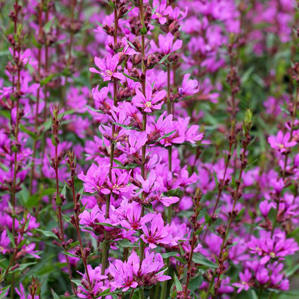Дербенник прутьевидный, декоративный, травянистый, многолетний цветок, медонос 4015