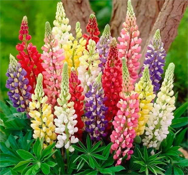 Люпин карликовый, низкорослый, травянистый многолетник, холодостойкий, декоративный цветок, медонос 4017 - фото 13980