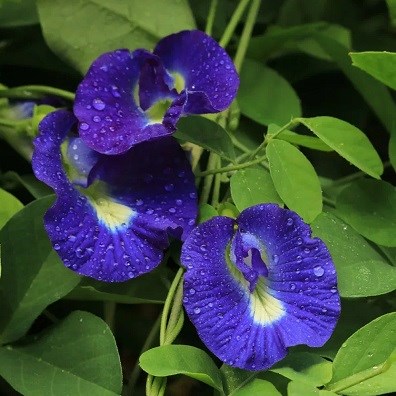 Клитория тройчатая, синий тайский чай, декоративная лиана, с обильным цветением, для вертикального озеленения, натуральный краситель, комнатная культура 4018