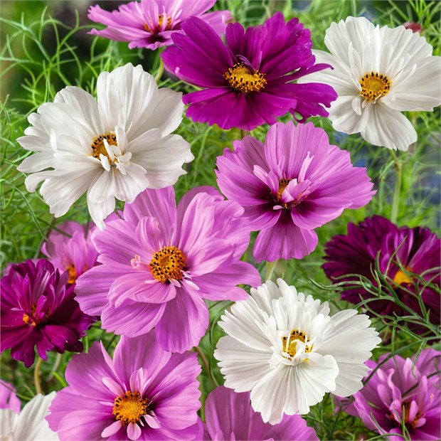 Космея микс, декоративный, неприхотливый, долгоцветущий однолетник, медонос, засухоустойчивый, быстрорастущий 4020
