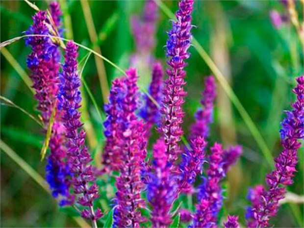 Шалфей хорминума (микс), декоративный, однолетний, яркие цветения, сухоцвет, медонос, засухоустойчивый 4021