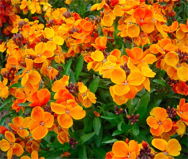 Хейрантус чери (лакфиоль), ароматный, декоративный, травянистый, двулетний, холодостойкий, медонос 4024