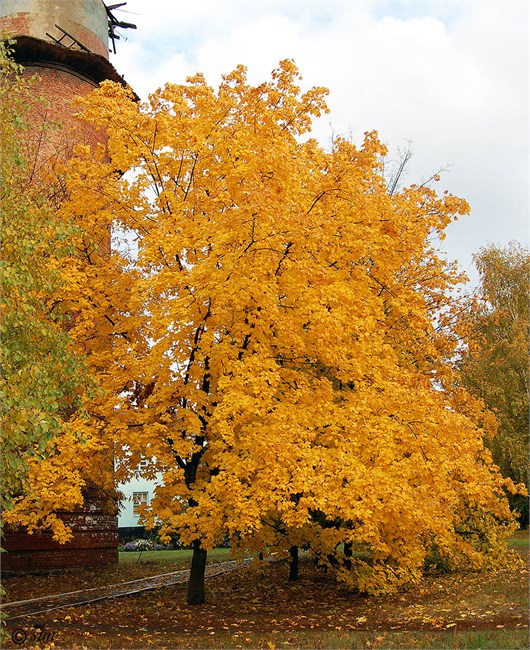 Клен остролистный, морозостойкий, ценная древесина, декоративный, медонос 3137