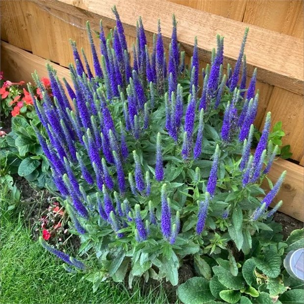 Вероника синяя, морозостойкая, многолетняя, декоративные цветы, медонос 4014