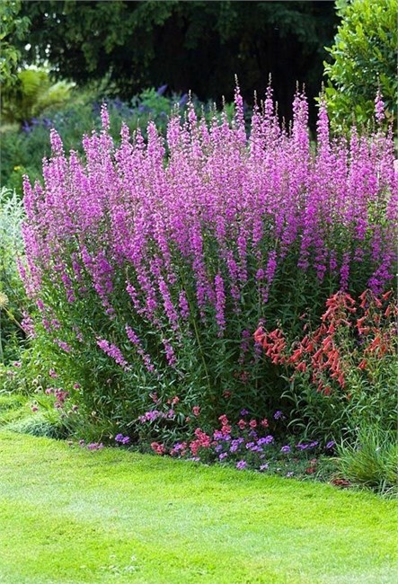 Дербенник прутьевидный, морозостойкий, многолетний, декоративные цветы, медонос 4015