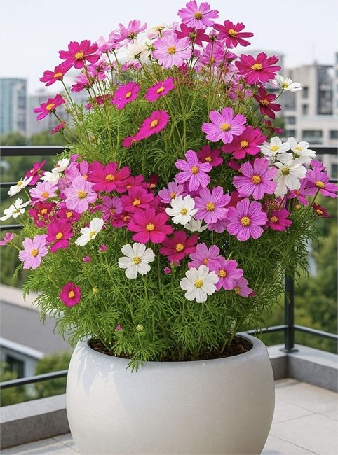 Космея микс, морозостойкая, декоративные цветы, неприхотливая, медонос, засухоустойчивая, быстрорастущая, комнатная 4020