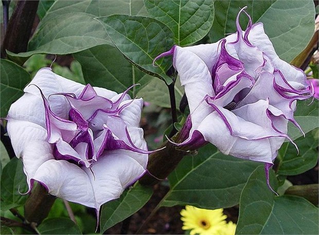 Дурман индийский, пурпурный, морозостойкий, многолетний, декоративные цветы, ароматные, крупноцветковые, быстрорастущие, комнатные 4031