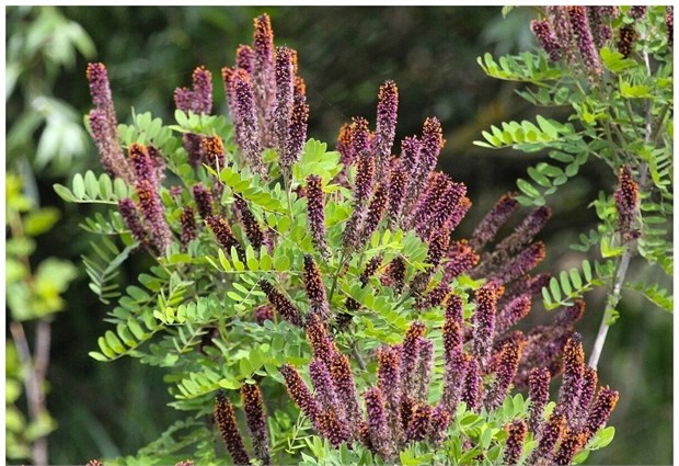 Аморфа Кустарниковая, морозостойкая, декоративная, медонос 2078