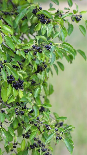 Жостер (крушина слабительная), декоративное, компактное дерево, лекарственный, медонос, неприхотливый 4036