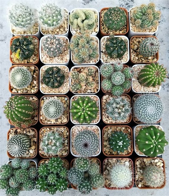 Кактусы микс, комнатные, миниатюрные, декоративные, редкие виды 4037