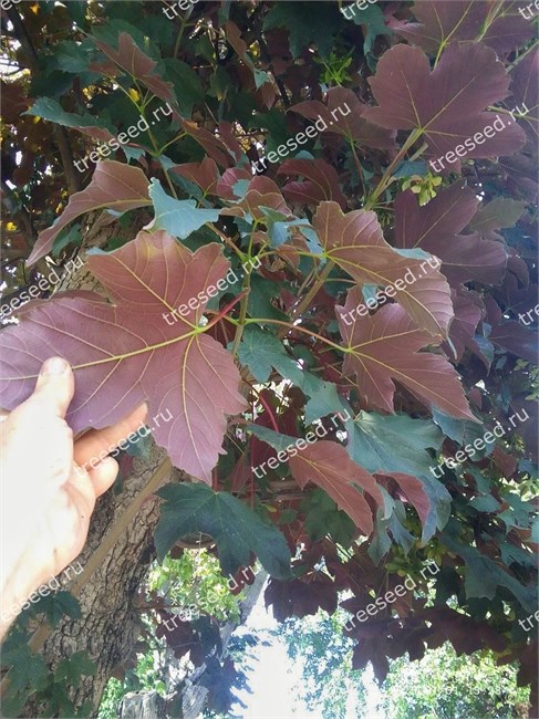 Клен ложноплатановый Atropurpureum (красный оборот листа), морозостойкий, декоративный, редкий вид, ценная древесина, медонос, долгожитель 4039