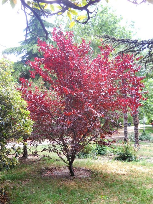 Слива краснолистная Писсарди, морозостойкая, декоративная, съедобная, медонос 1695