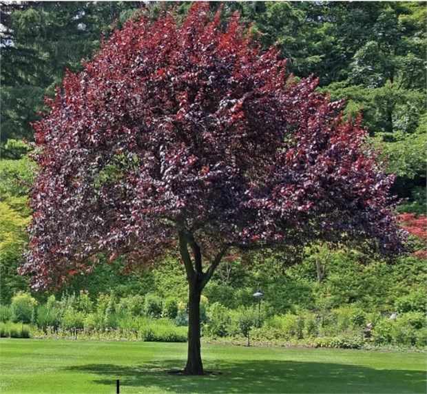 Черемуха виргинская Шуберт (краснолистная), морозостойкая, съедобная, лекарственная, декоративная, медонос 3478