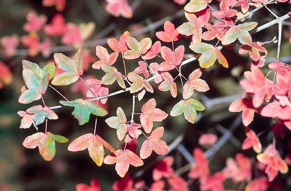 Клён трехраздельный Монпелийский, морозостойкий, декоративный, компактный, шарообразная крона, медонос 1752