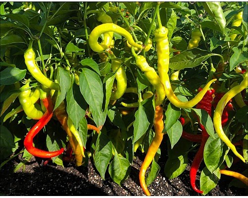 Перец цицак, высокоурожайный, средне острый, в меру сладкий 2130