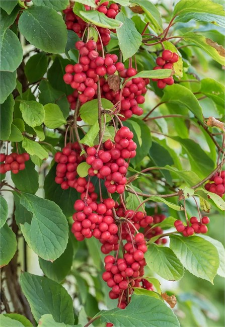 Лимонник китайский, морозостойкий, съедобный, лекарственный, декоративная лиана, медонос 1698