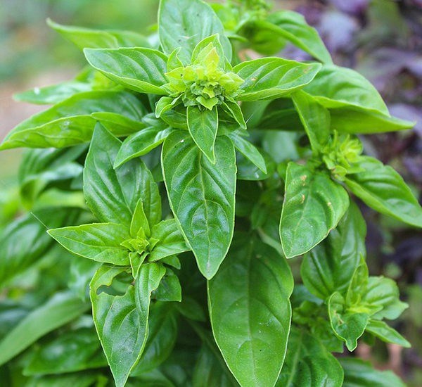 Базилик зелёный сорт «Ароматный», огородный, травянистый, пряный, лекарственный, медонос, комнатный, для круглогодичного выращивания, богатый витаминами, ароматный 4040
