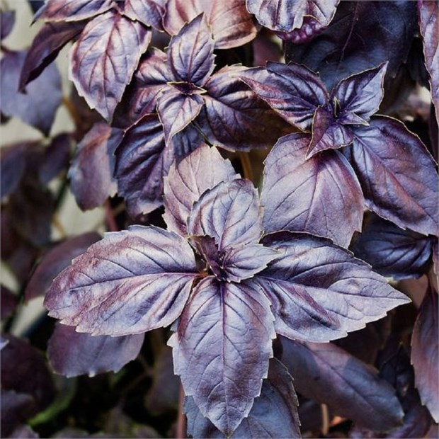 Базилик Арарат, огородное растение, травянистый однолетник, пряный, ароматный, медонос, лекарственное растение, для открытого грунта и контейнеров 4041