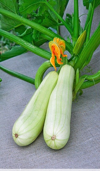 Кабачки белоплодные, раннеспелый сорт, диетический низкокалорийный овощ, крупные плоды, высокая урожайность 4042