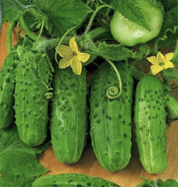 Огурец Хабар (маленький), раннеспелый, высокоурожайный, вкусный 4045