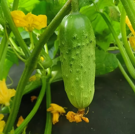 Огурец Хабар, раннеспелый, урожайный, сорт для открытого грунта, для свежего потребления и засолки, медонос, лианоподобного типа 4045