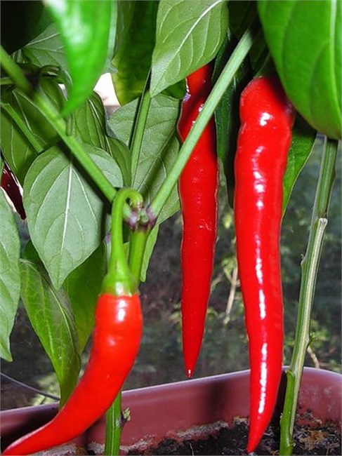 Перец острый Астраханский, острый, среднеспелый, высокоурожайный, травянистый, огородная культура, для свежего потребления и консервирования, с вкусовыми и целебными свойствами 4046