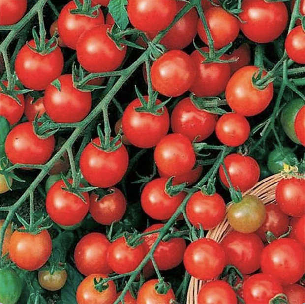 Томат «Красная гроздь», раннеспелый, черри, высокоурожайный, для теплиц и открытого грунта, устойчивый к неблагоприятным условиям, устойчивый к фитофторозу, сладкие плоды, для свежего потребления и консервирования 4047