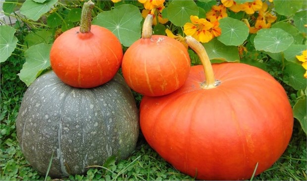 Тыква мускатная Ромашка, высокоурожайная, крупноплодная, засухоустойчивая, сладкая мякоть 4049