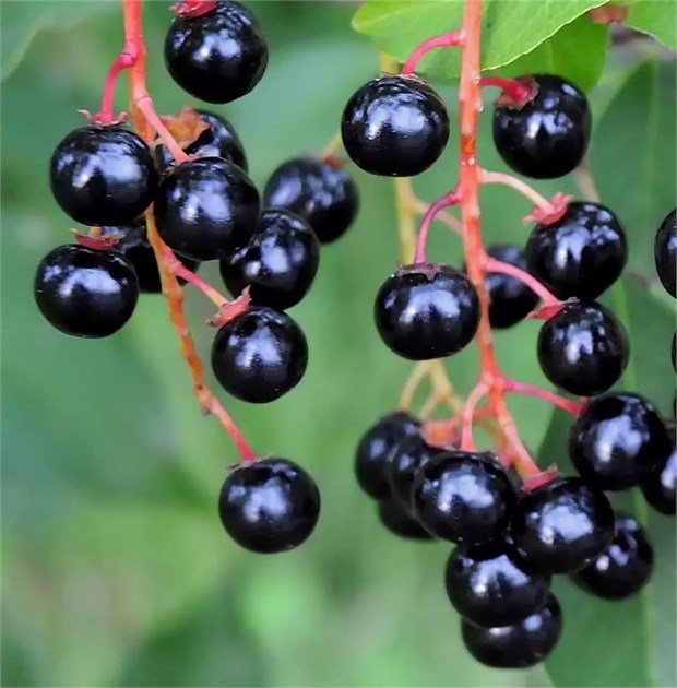 Черёмуха обыкновенная, лиственное дерево, декоративное, плодовое, лекарственное, неприхотливое, зимостойкое, медонос 4051