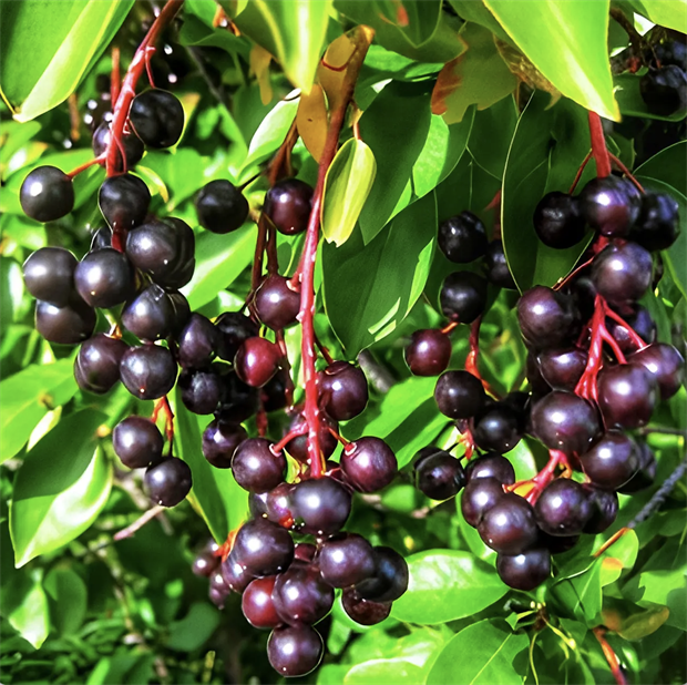 Черёмуха виргинская, лиственное дерево, декоративное, плодовое, неприхотливое, устойчивое к холоду растение, подходит для живых изгородей, медонос 4052