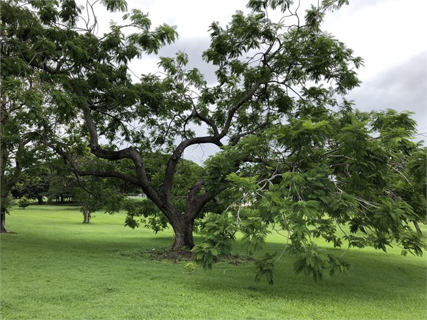 Parkia biglobosa, декоративное дерево, медонос, прочная древесина, ценная порода, семенное размножение, ксерофитное растение 4056