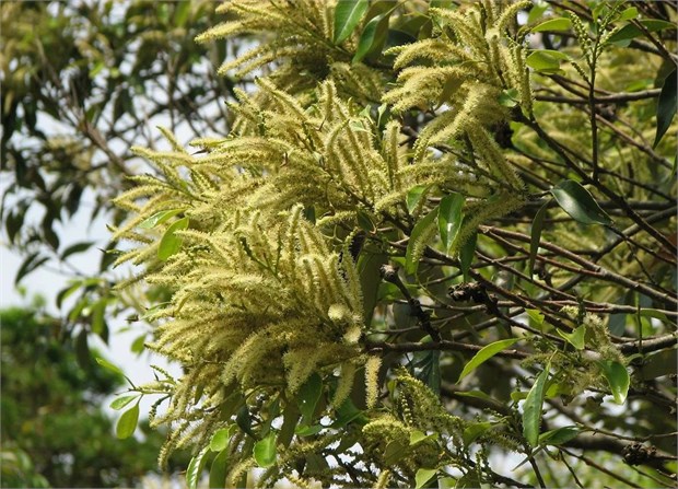 Кастанопсис (каштанник) остроконечный, морозостойкий, вечнозеленый, декоративное дерево, медонос 1778