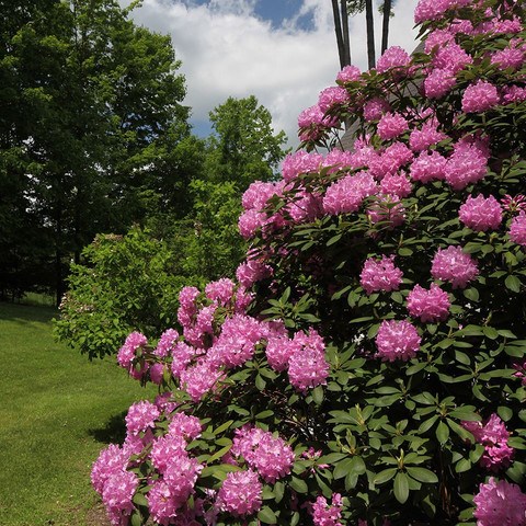 Рододендрон микс, декоративный, кустарниковый, обильноцветущий, пригоден для озеленения участков 4059