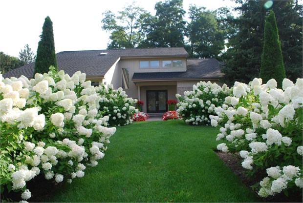 Гортензия метельчатая, декоративная, эффектное цветение, кустарник, длительное цветение, пригодна для выращивания в регионах с холодными зимами, густая крона 4060