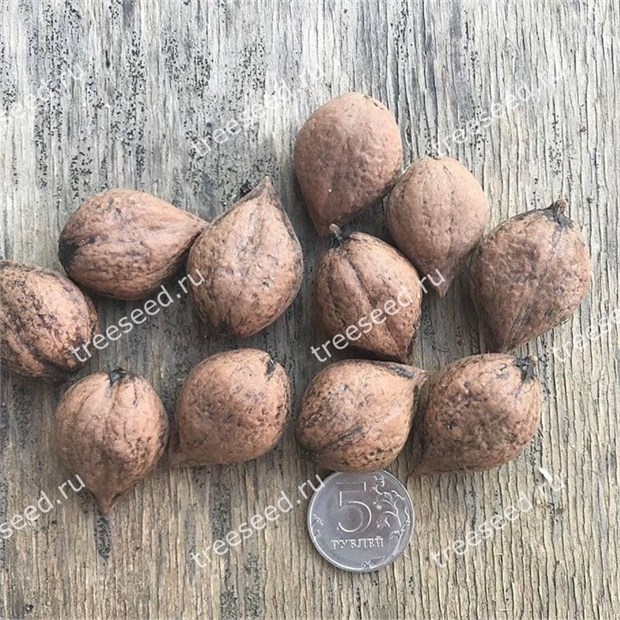 Орех Сердцевидный, морозостойкий, съедобный, обильное плодоношение 1748