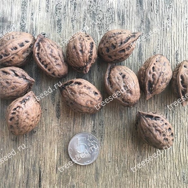 Орех Зибольда, морозостойкий, съедобный, декоративный, ценная древесина, долгожитель 1749