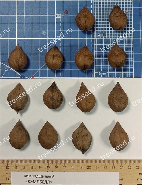 Орех сердцевидный сорт Campbell cw1, морозостойкий, съедобный 4061