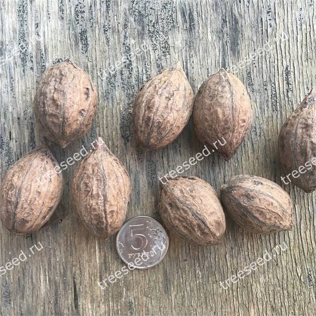 Орех Зибольда продолговатый морозостойкий, съедобный, декоративный, ценная древесина, долгожитель 3202