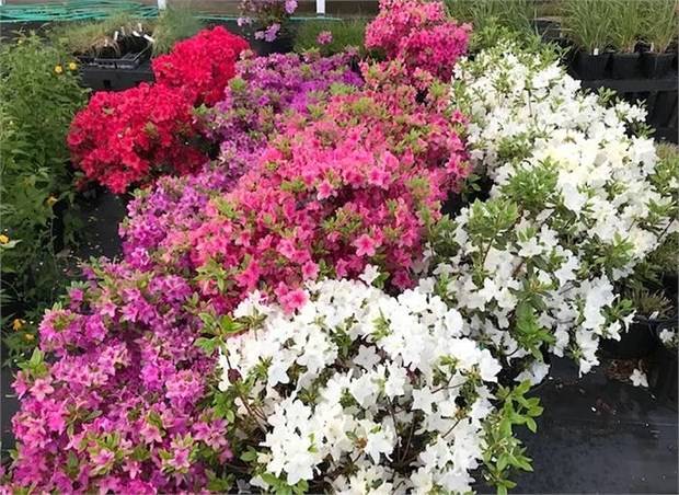 Рододендрон микс из Лен.области, декоративный кустарник, обильноцветущий 4059