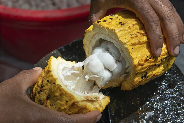 Какао, съедобное, декоративное дерево, комнатное 4065