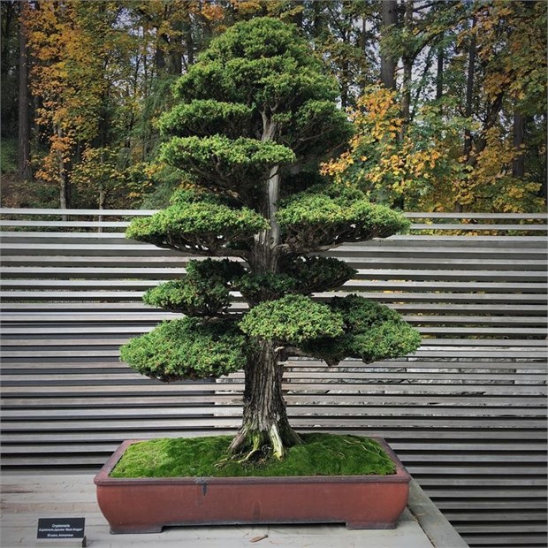 Криптомерия Японская, морозостойкая, вечнозеленая, декоративная, ценная древесина, бонсай 2043