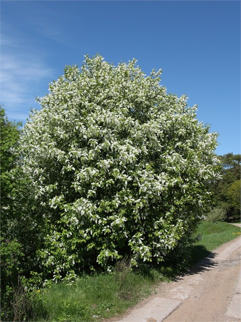 Черёмуха обыкновенная, морозостойкая, съедобная, декоративная, лекарственная, неприхотливая, медонос 4051